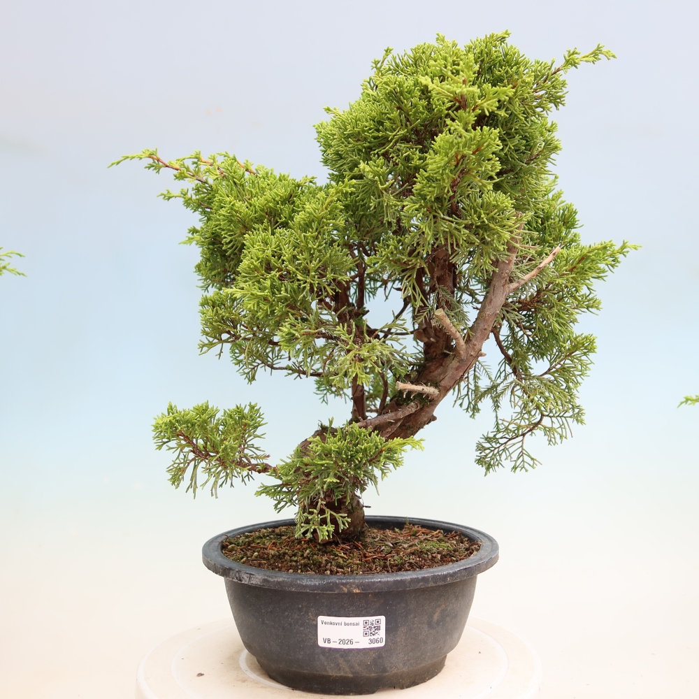 Venkovní bonsai - Juniperus chinensis Itoigawa-Jalovec čínský