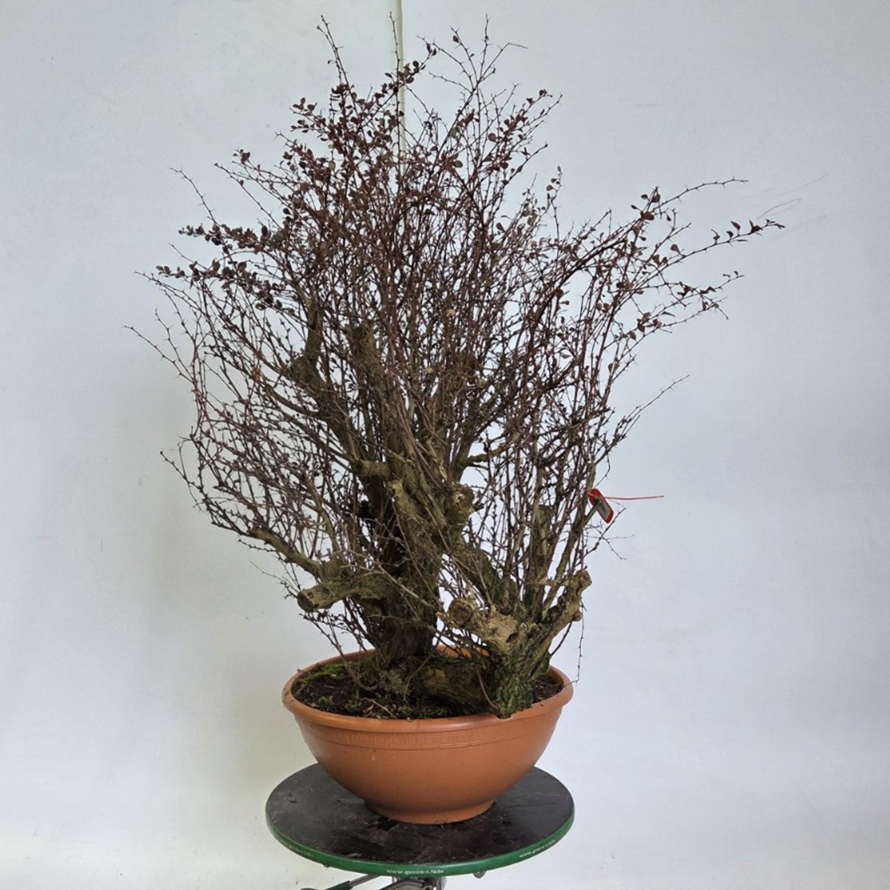 Venkovní bonsai - Dřišťál - Berberis thunbergii atropurpurea