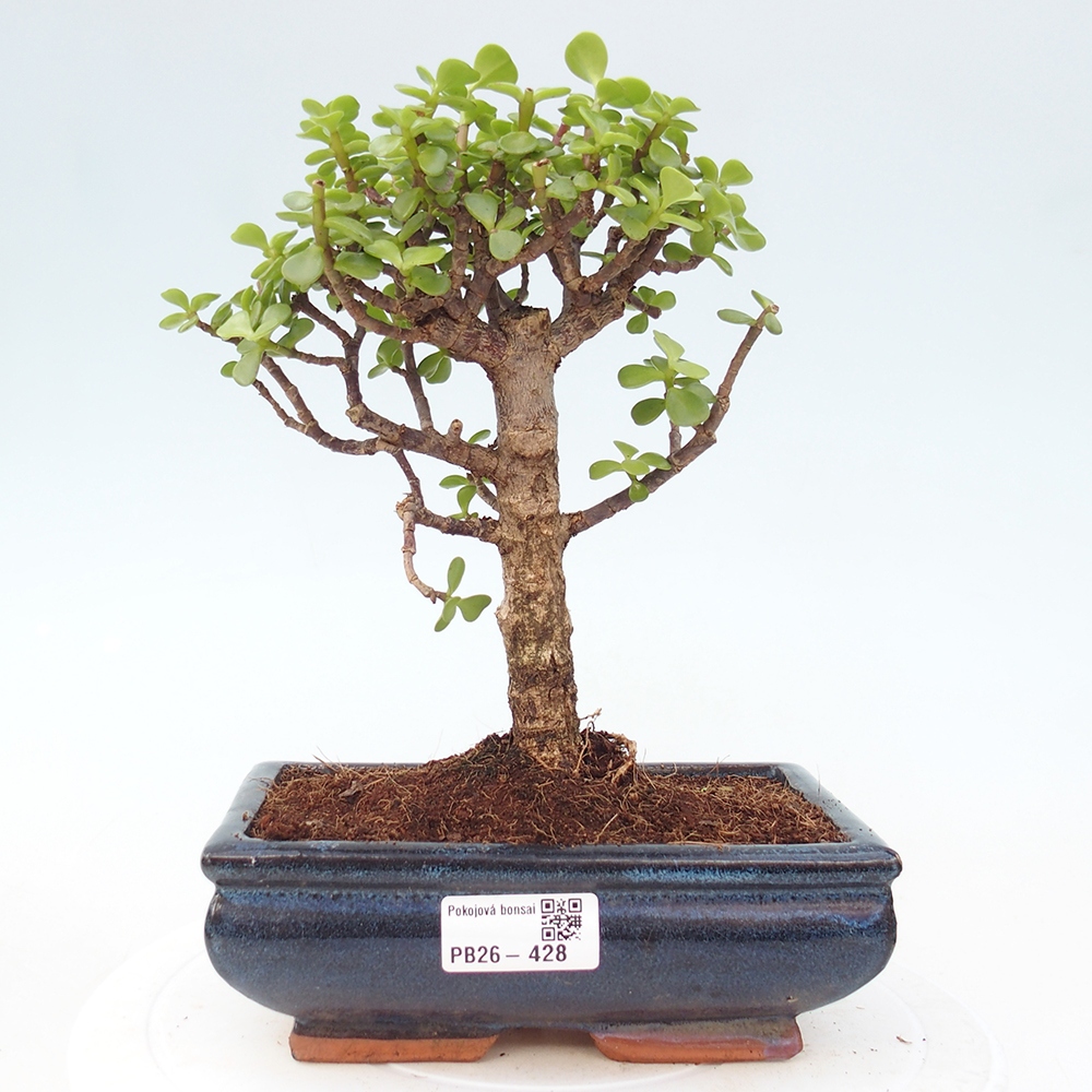 Pokojová bonsai - Portulakaria Afra - Tlustice