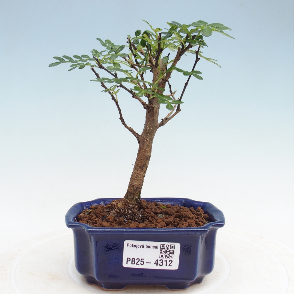 Pokojová bonsai - Zantoxylum piperitum - pepřovník