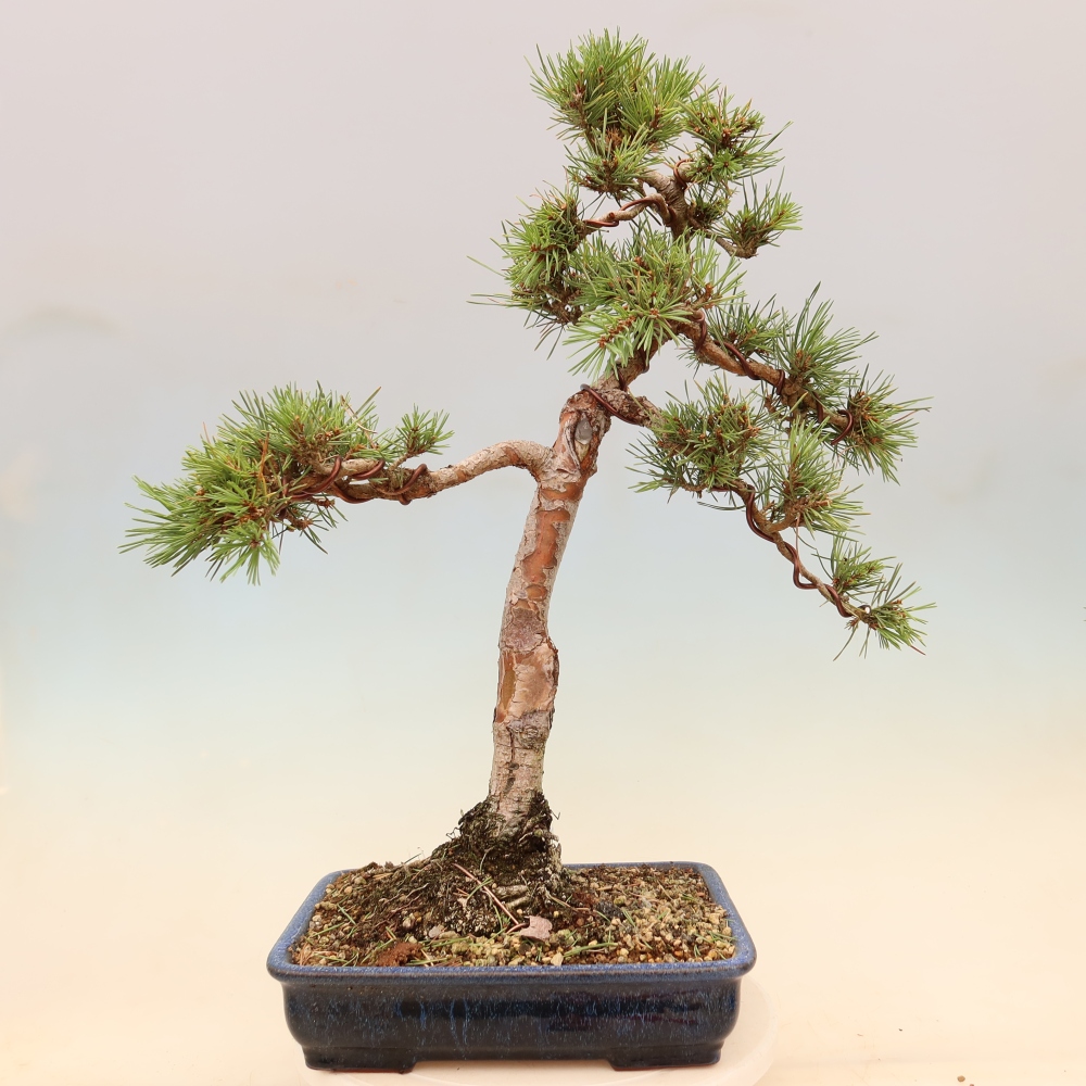 Venkovní bonsai - Pinus Sylvestris Watererri - Borovice lesní