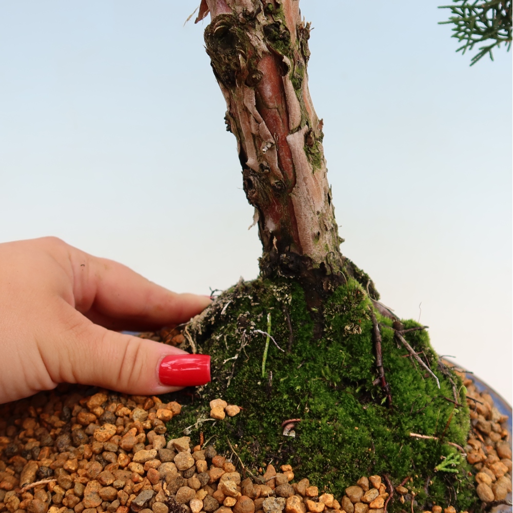 Venkovní bonsai - Juniperus chinensis Kishu -Jalovec čínský