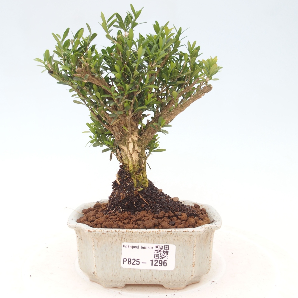 Pokojová bonsai - Buxus harlandii - korkový buxus