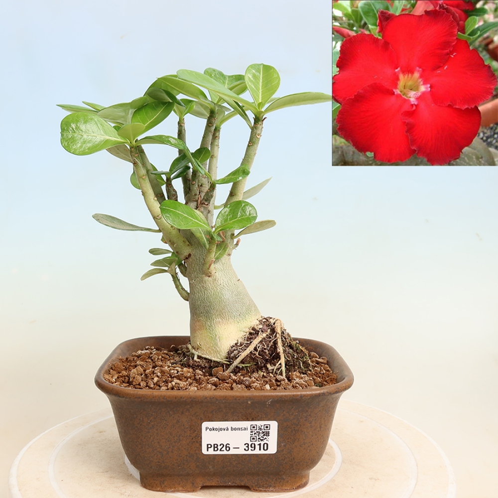 Pokojová bonsai - Adenium obesum Red Star - Pouštní růže