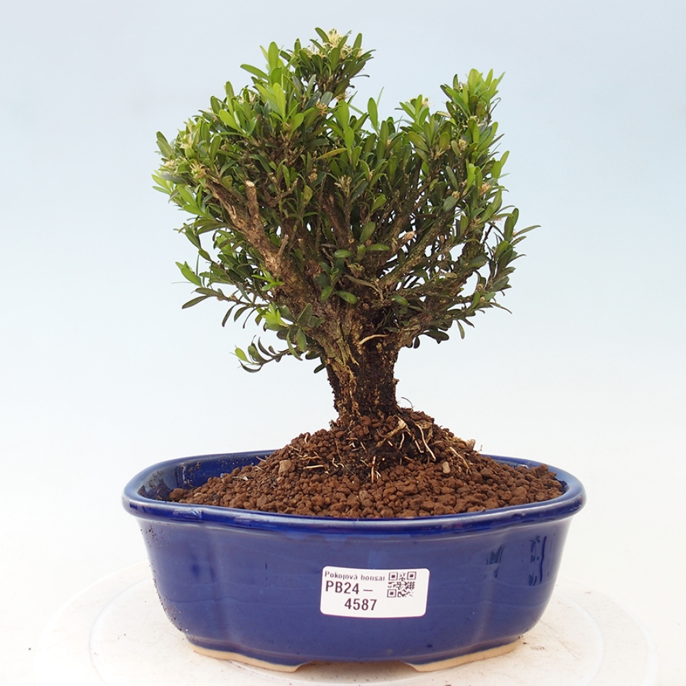 Pokojová bonsai - Buxus harlandii -korkový buxus