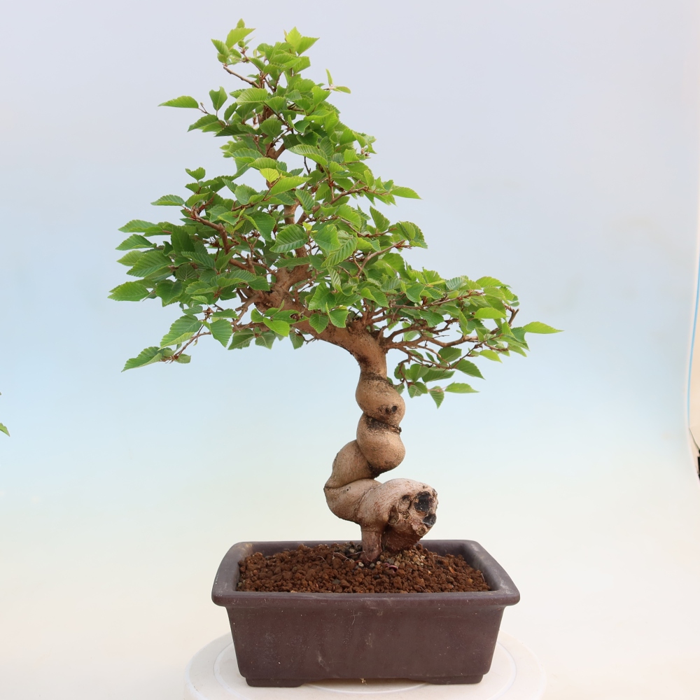 Venkovní bonsai -Carpinus coreana - Habr korejský