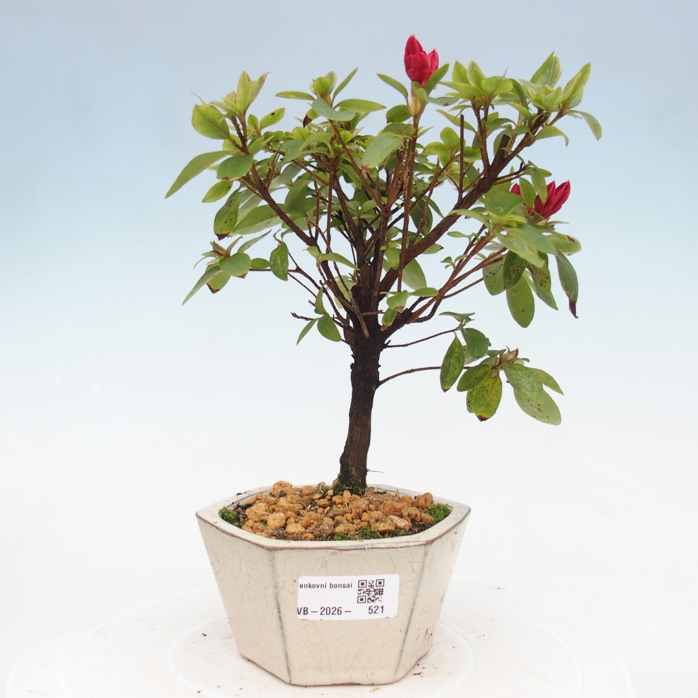 Venkovní bonsai - Japonská azalka - Azalea sp.