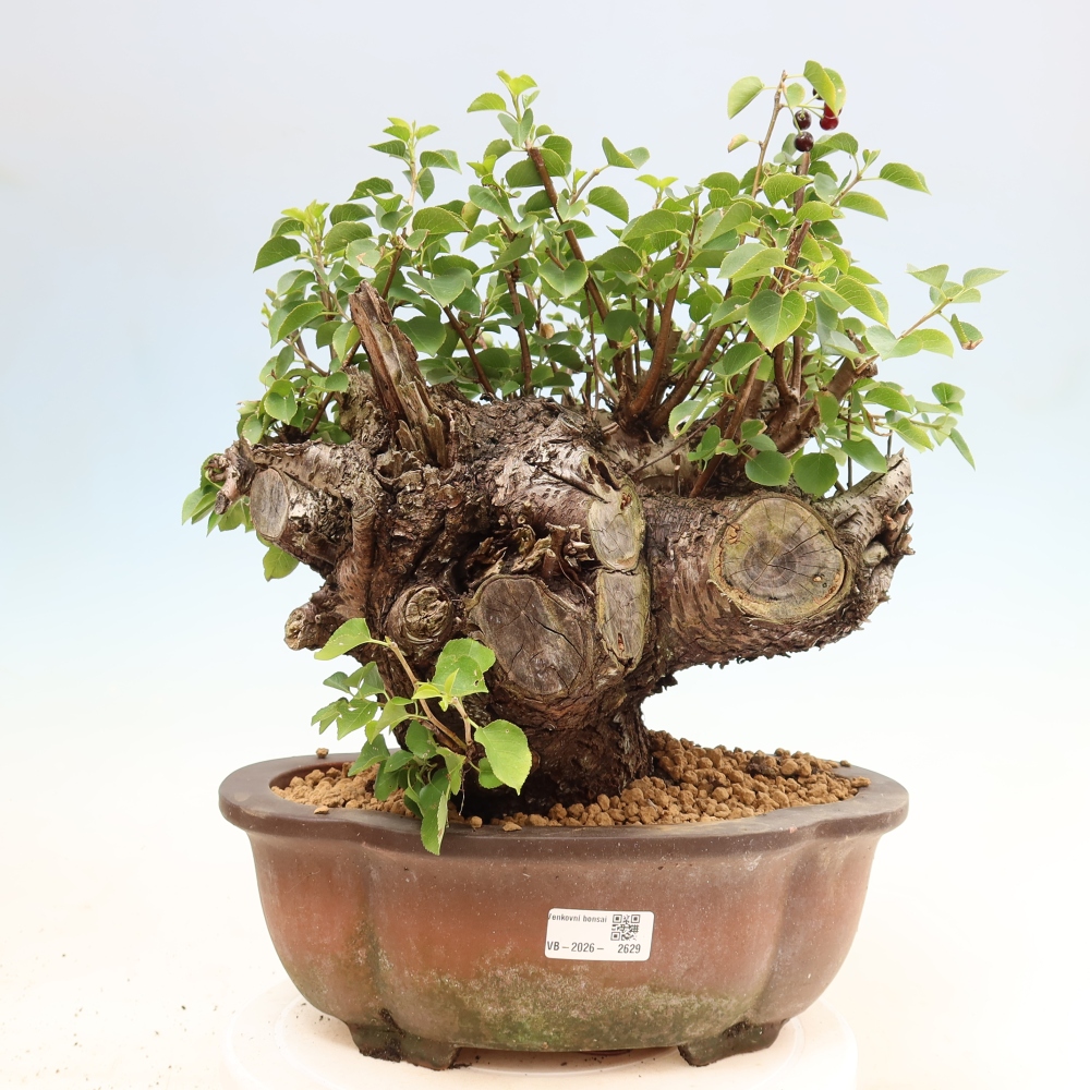 Venkovní bonsai - Mahalebka - Prunus mahaleb