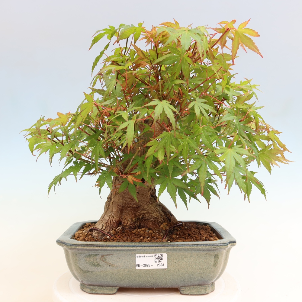 Venkovní bonsai - Javor Burgerův - Acer Burgerianum 