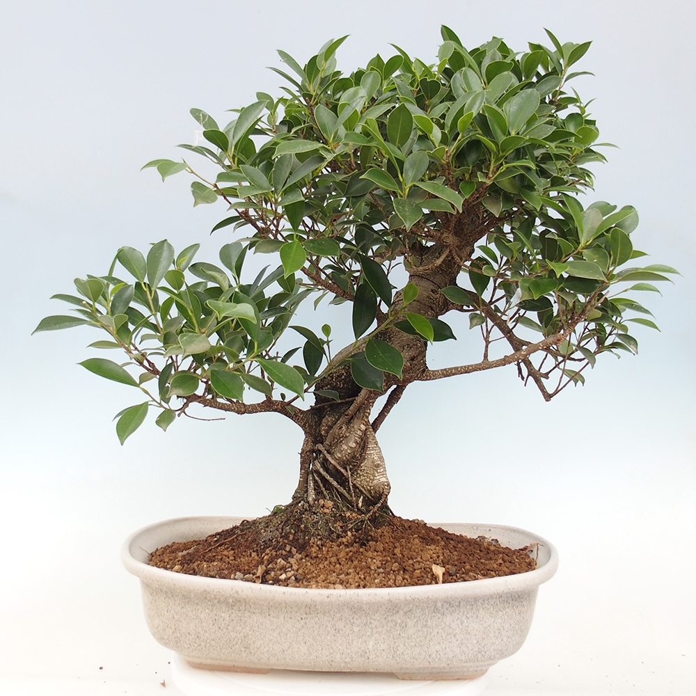 Pokojová bonsai - Ficus kimmen -  malolistý fíkus - POUZE OSOBNÍ ODBĚR nebo paletová přeprava