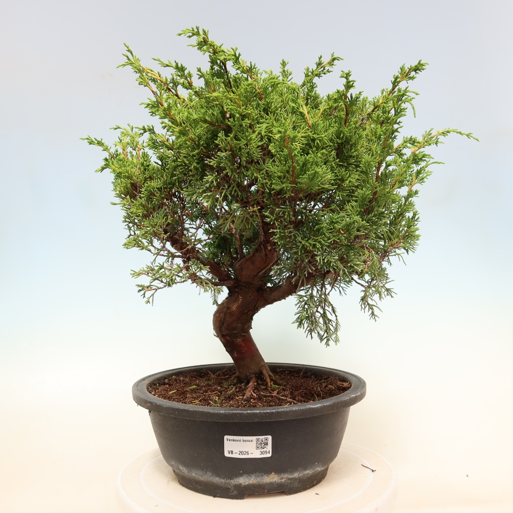 Venkovní bonsai - Juniperus chinensis Itoigawa-Jalovec čínský