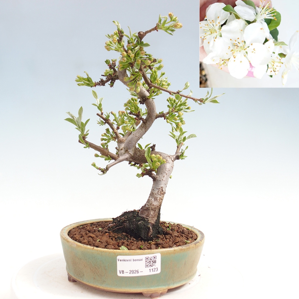 Venkovní bonsai - Malus sargentii -  Maloplodá jabloň