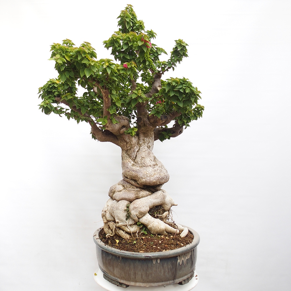 Pokojová bonsai - Bouganwilea