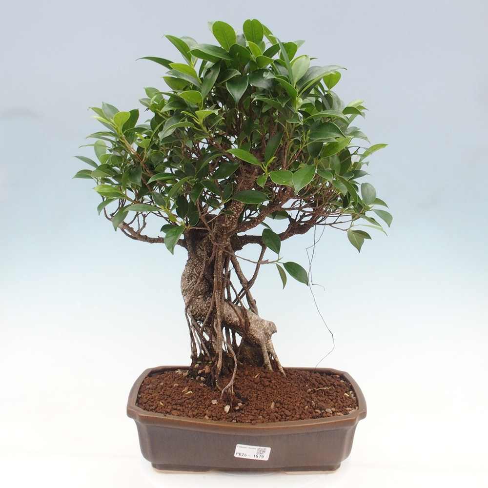 Pokojová bonsai - Ficus kimmen -  malolistý fíkus