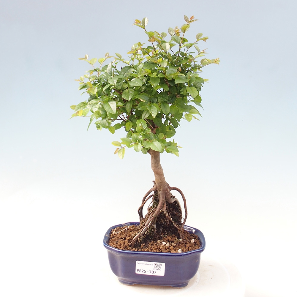 Pokojová bonsai - Sagerécie thea - Sagerécie thea
