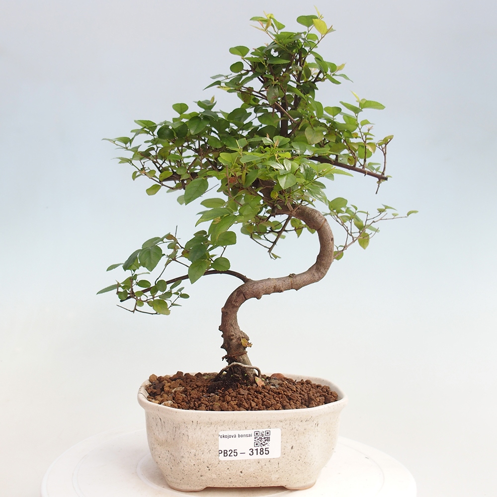 Pokojová bonsai - Sagerécie thea - Sagerécie thea