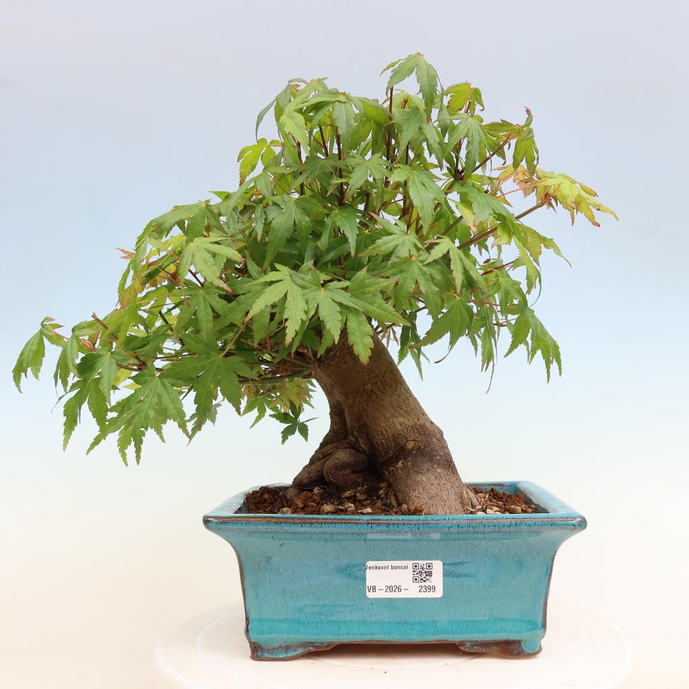 Venkovní bonsai - Javor Burgerův - Acer Burgerianum 