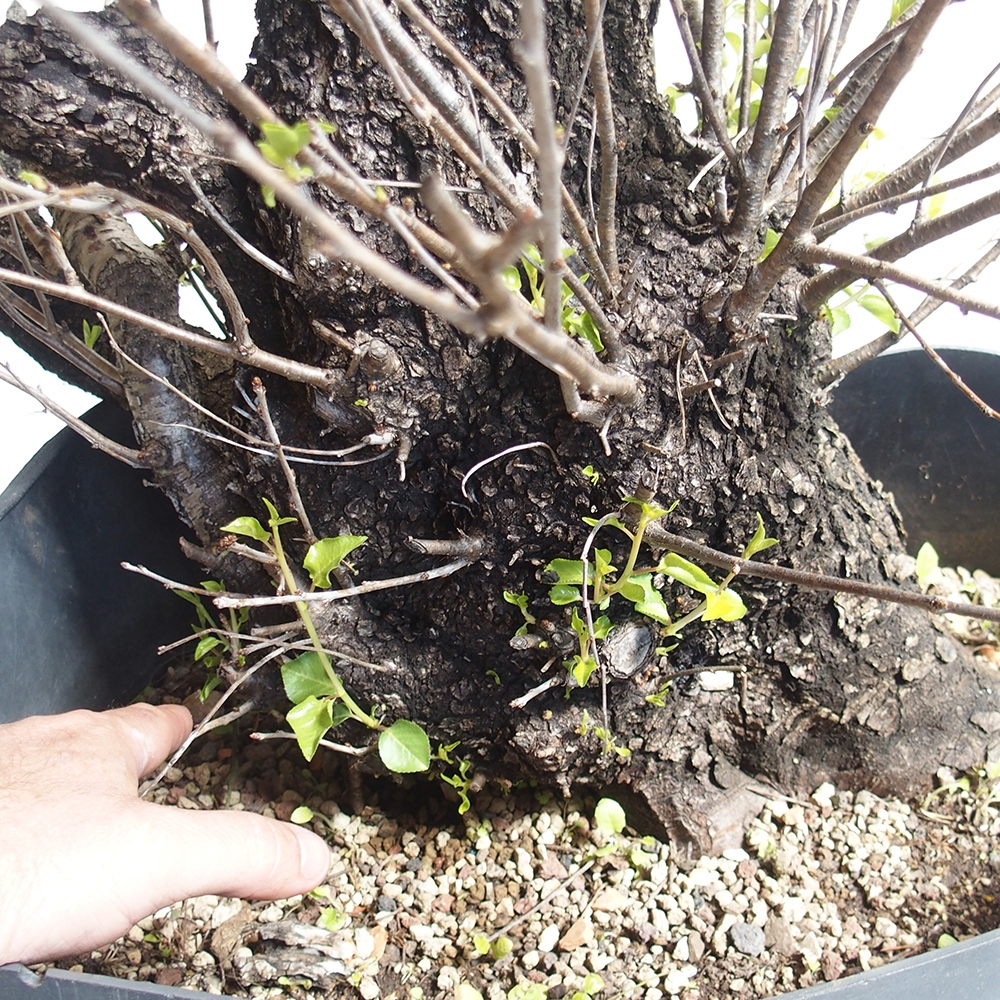 Venkovní bonsai -Mahalebka - Prunus mahaleb