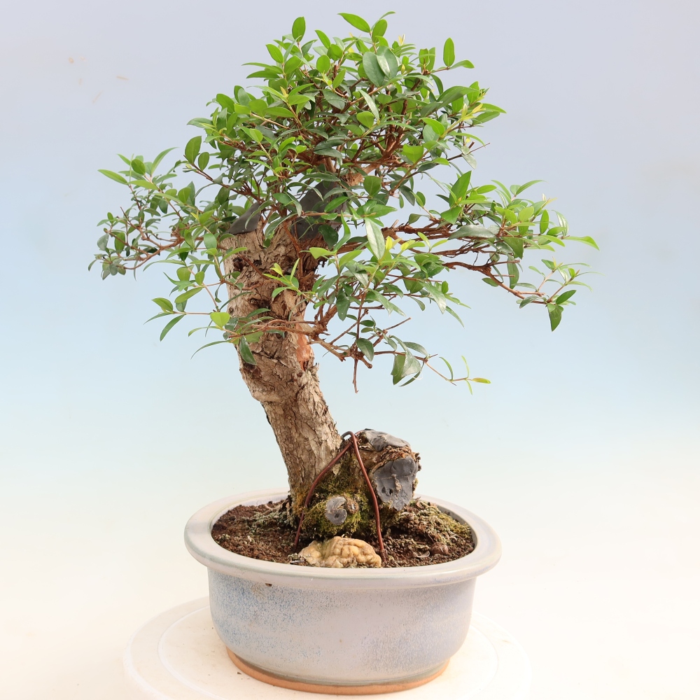 Pokojová bonsai - Myrtus communis - Myrta obecná