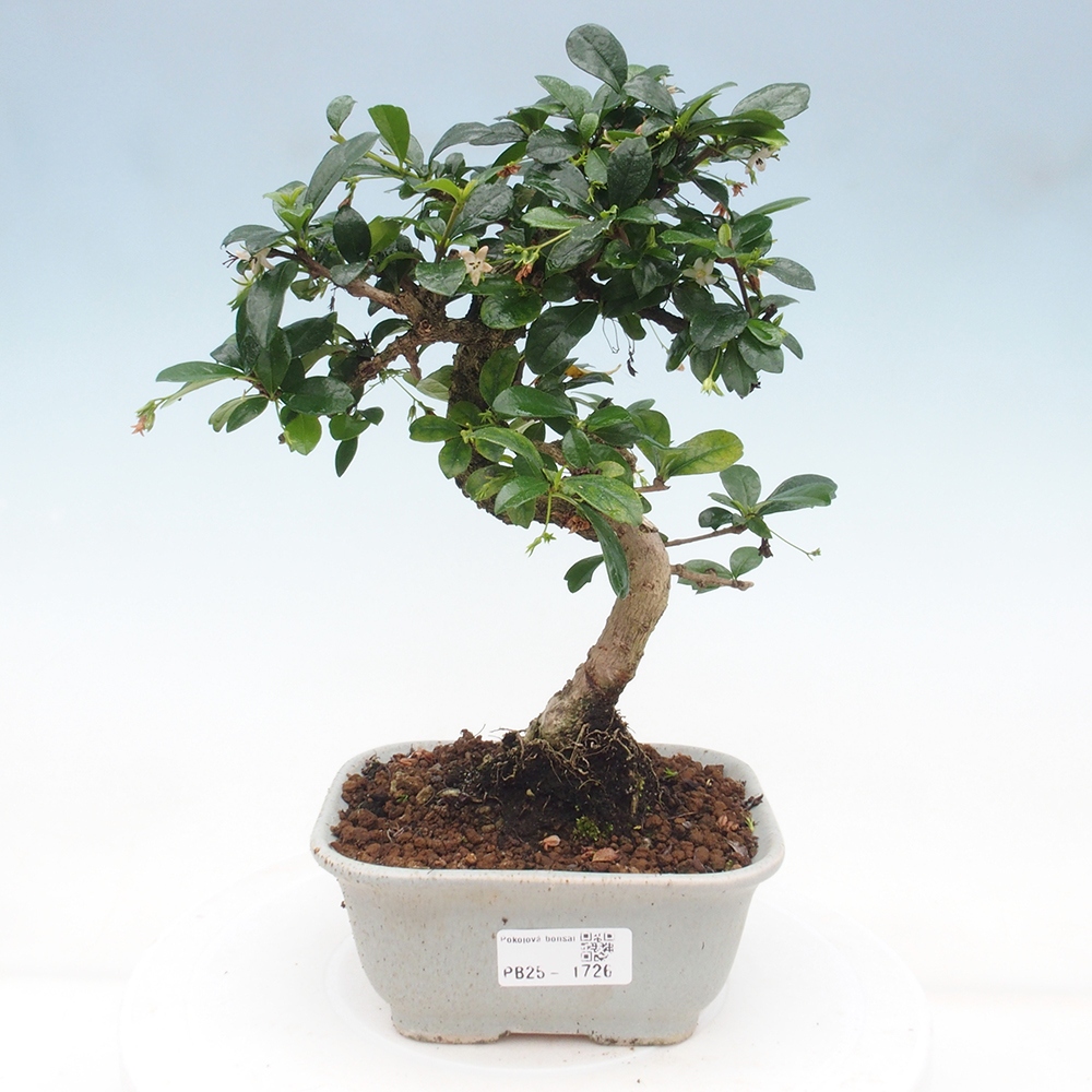 Pokojová bonsai - Carmona macrophylla - Čaj fuki