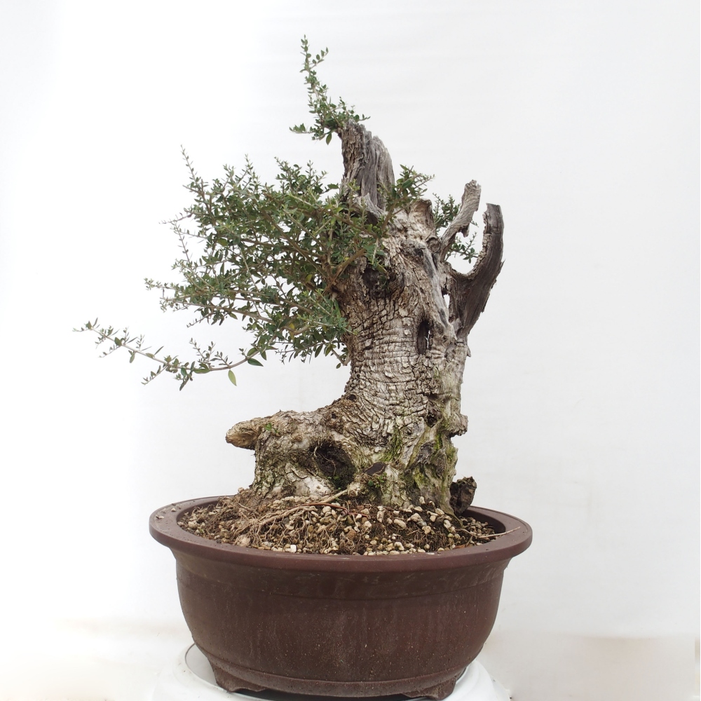 Pokojová bonsai - Olea europaea sylvestris -Oliva evropská drobnolistá