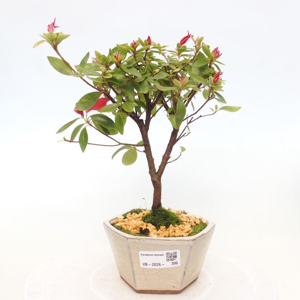 Venkovní bonsai - Japonská azalka - Azalea sp.