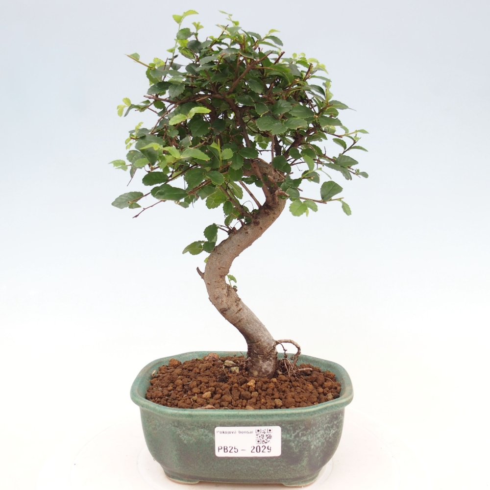 Pokojová bonsai-Malolistý jilm 