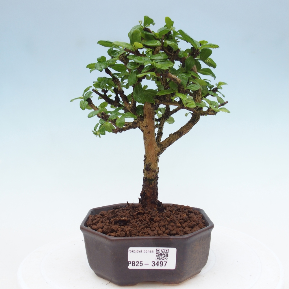Pokojová bonsai - Carmona macrophylla - Čaj fuki