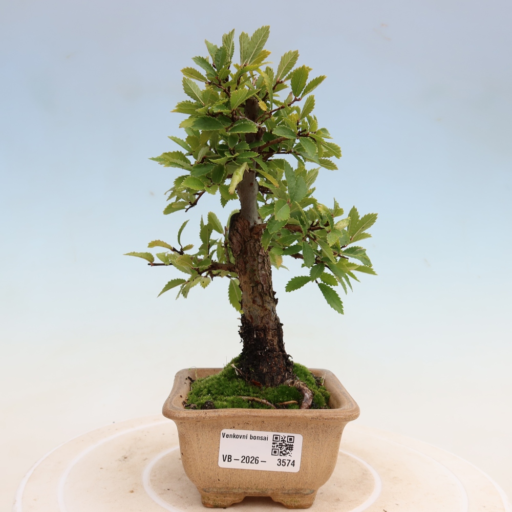 Venkovní bonsai - Zelkova - Zelkova NIRE
