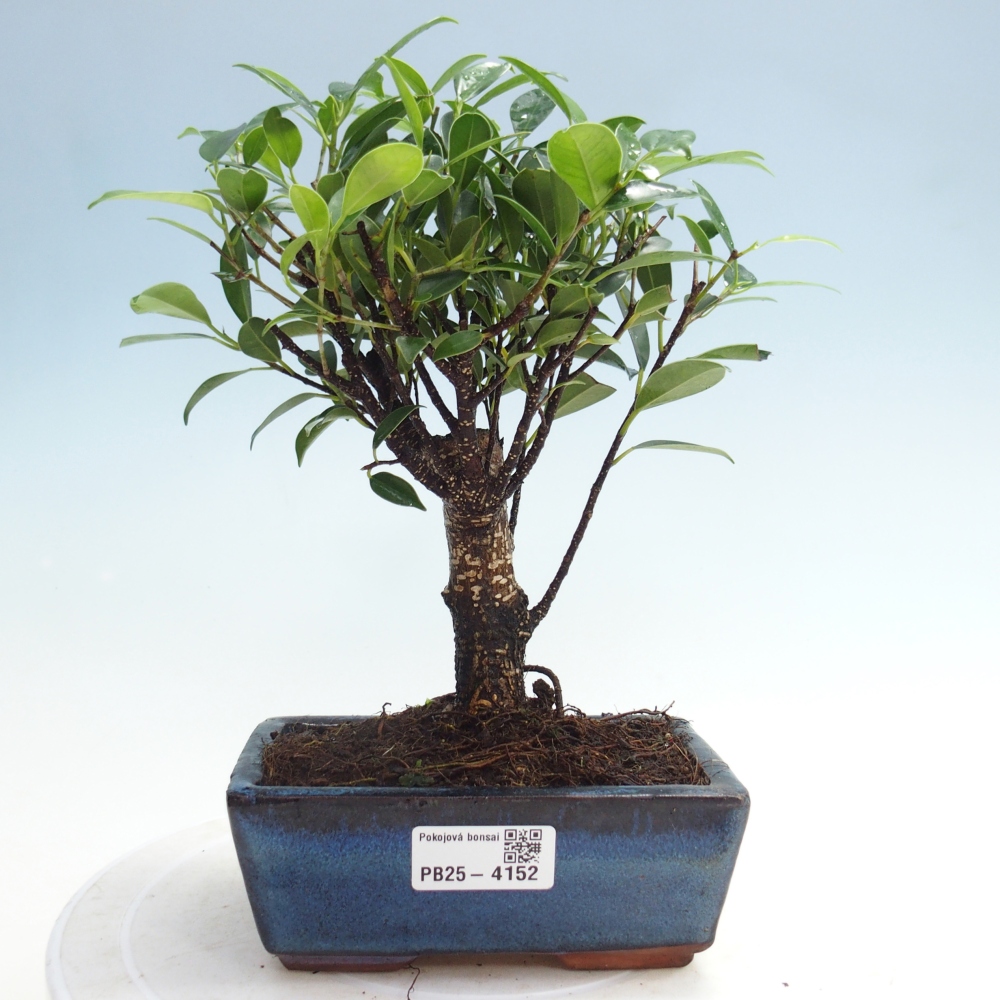 Pokojová bonsai - Ficus retusa -  malolistý fíkus