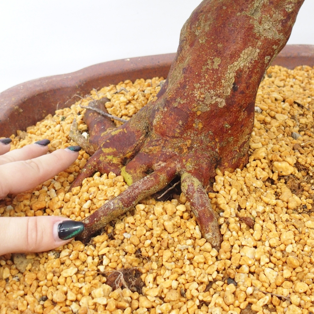 Venkovní bonsai - Japonská azalka - Azalea Miyabihime