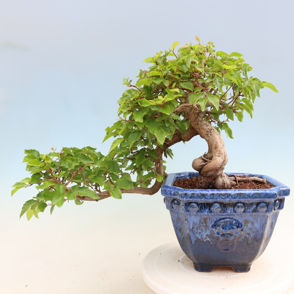 Venkovní bonsai -Carpinus Coreana - Habr korejský