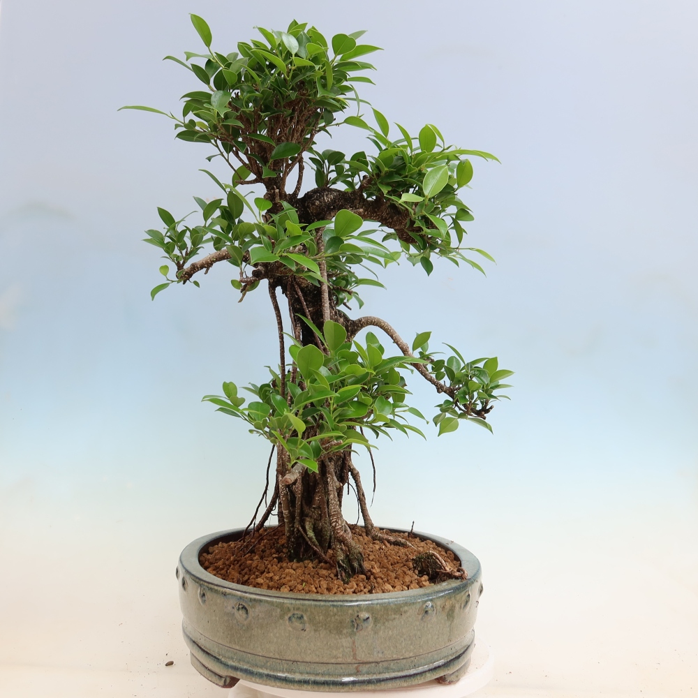 Pokojová bonsai - Ficus kimmen -  malolistý fíkus