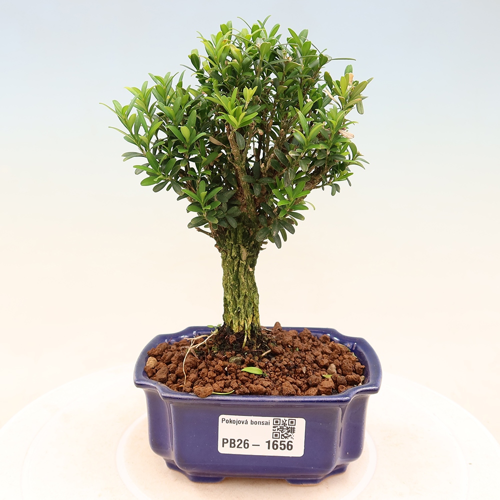 Pokojová bonsai - Buxus harlandii -korkový buxus