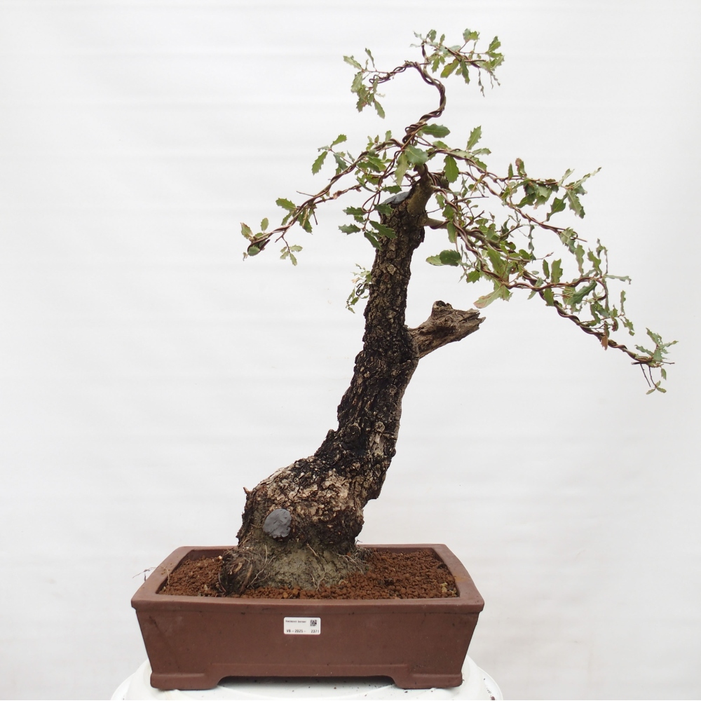 Yamadori - Quercus Ilex -Dub cesmínovitý
