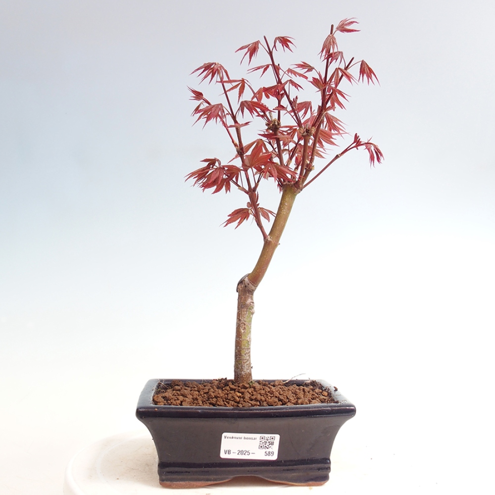 Venkovní bonsai - Acer palm. Atropurpureum-Javor dlanitolistý