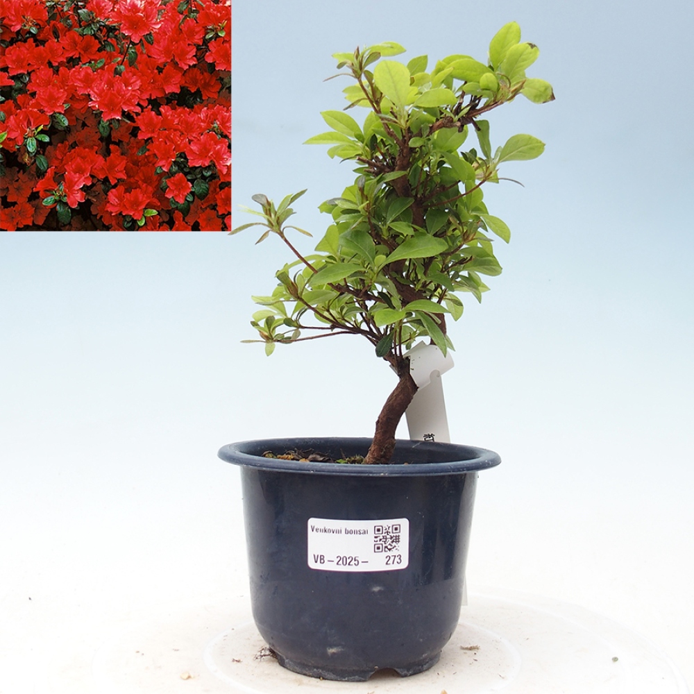 Venkovní bonsai - Japonská azalka - Azalea Benibeni