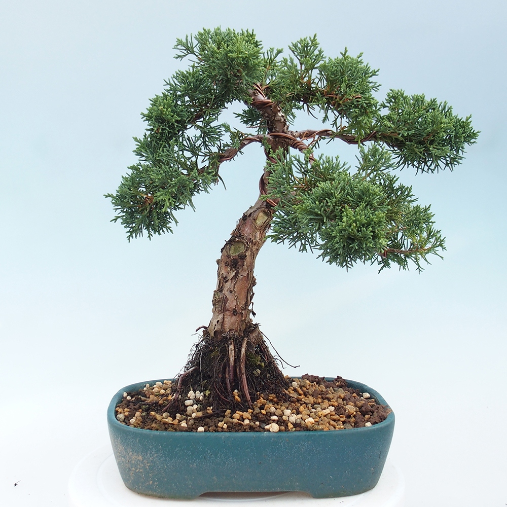 Venkovní bonsai - Juniperus chinensis Kishu -Jalovec čínský