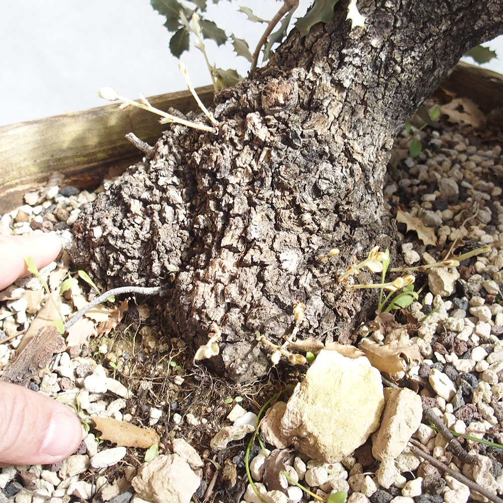 Venkovní bonsai Quercus coccifera - Dub Kermesový