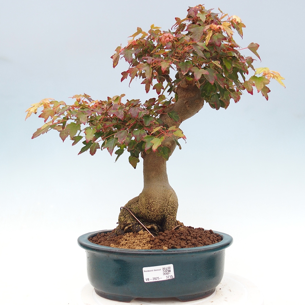 Venkovní bonsai - Acer Buergerianum - Javor Burgerův