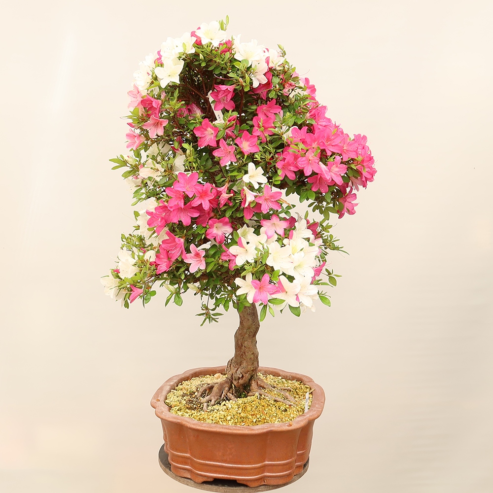 Venkovní bonsai - Japonská azalka - Azalea Sayaka