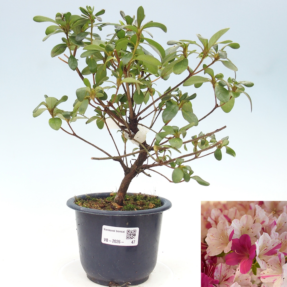 Venkovní bonsai - Japonská azalka - Azalea Kaminoyamakirin