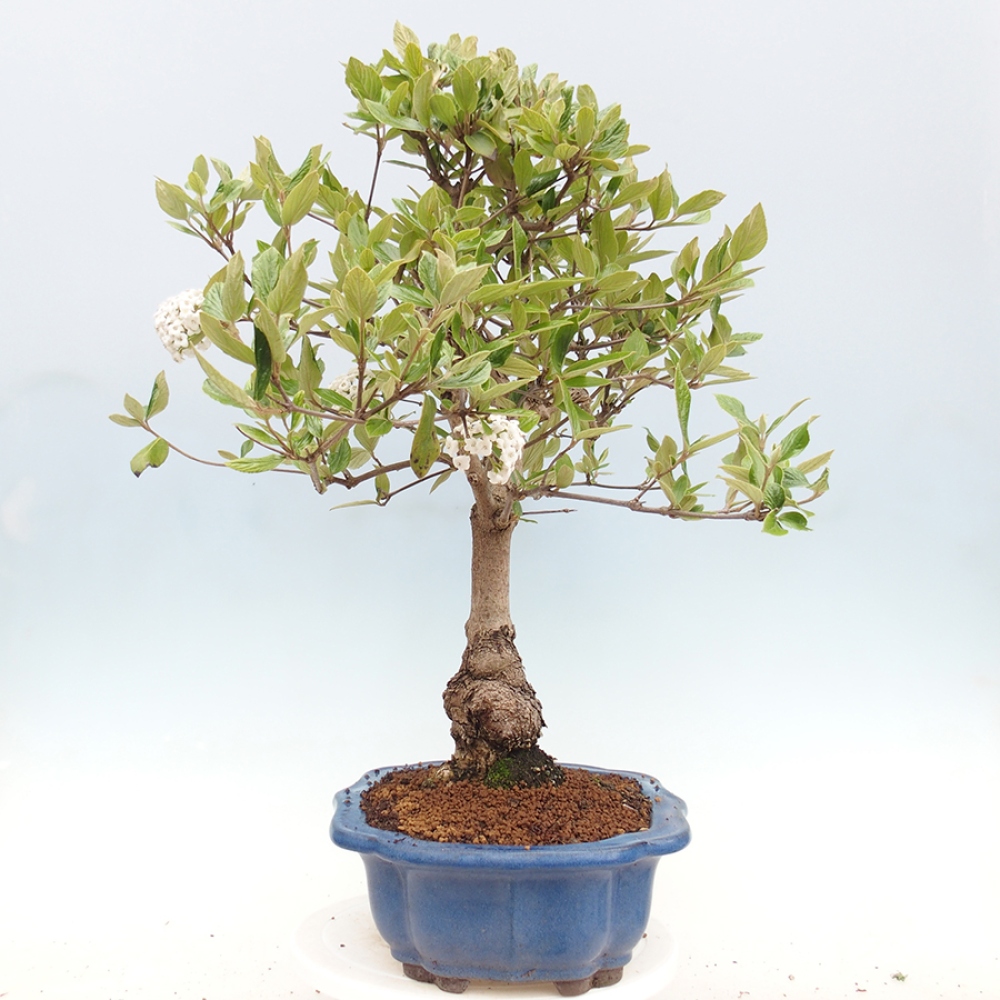 Venkovní bonsai-Kalina Bodnanská - Viburum carlesii hemsi