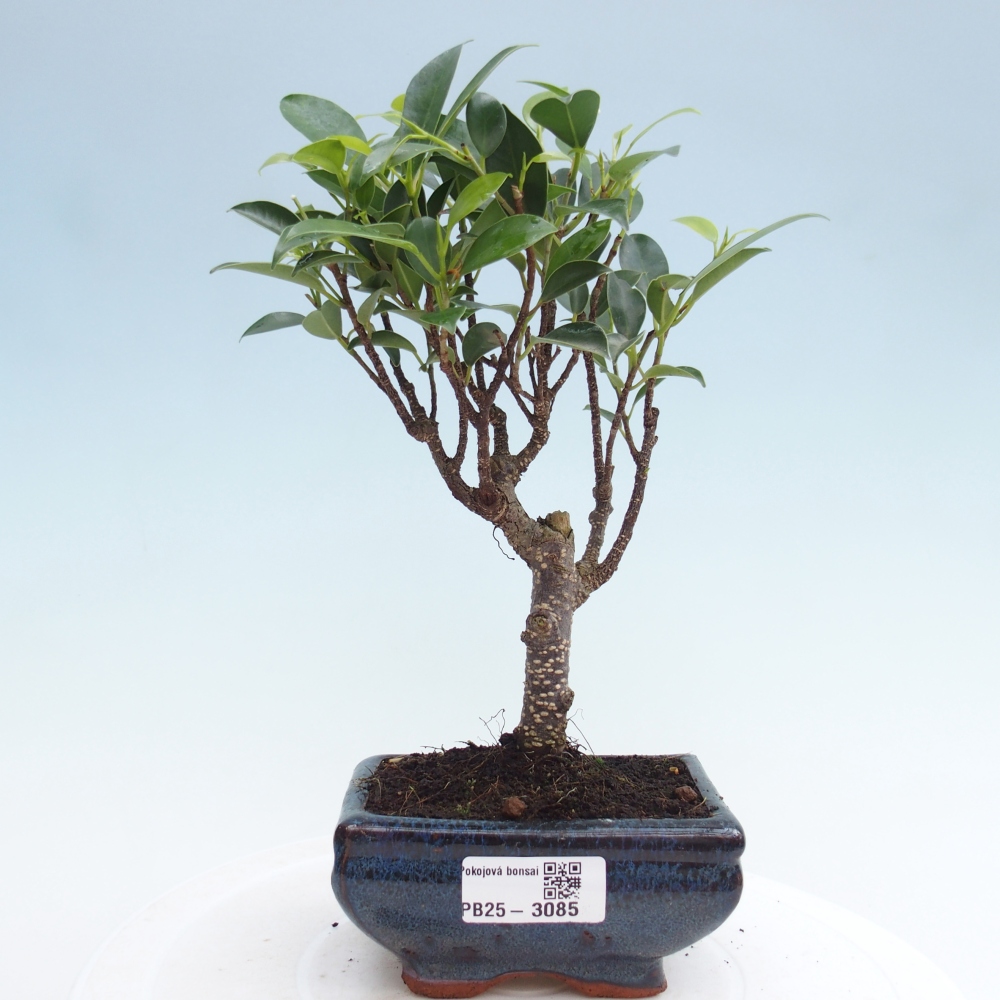 Pokojová bonsai Ficus retusa kimmen
