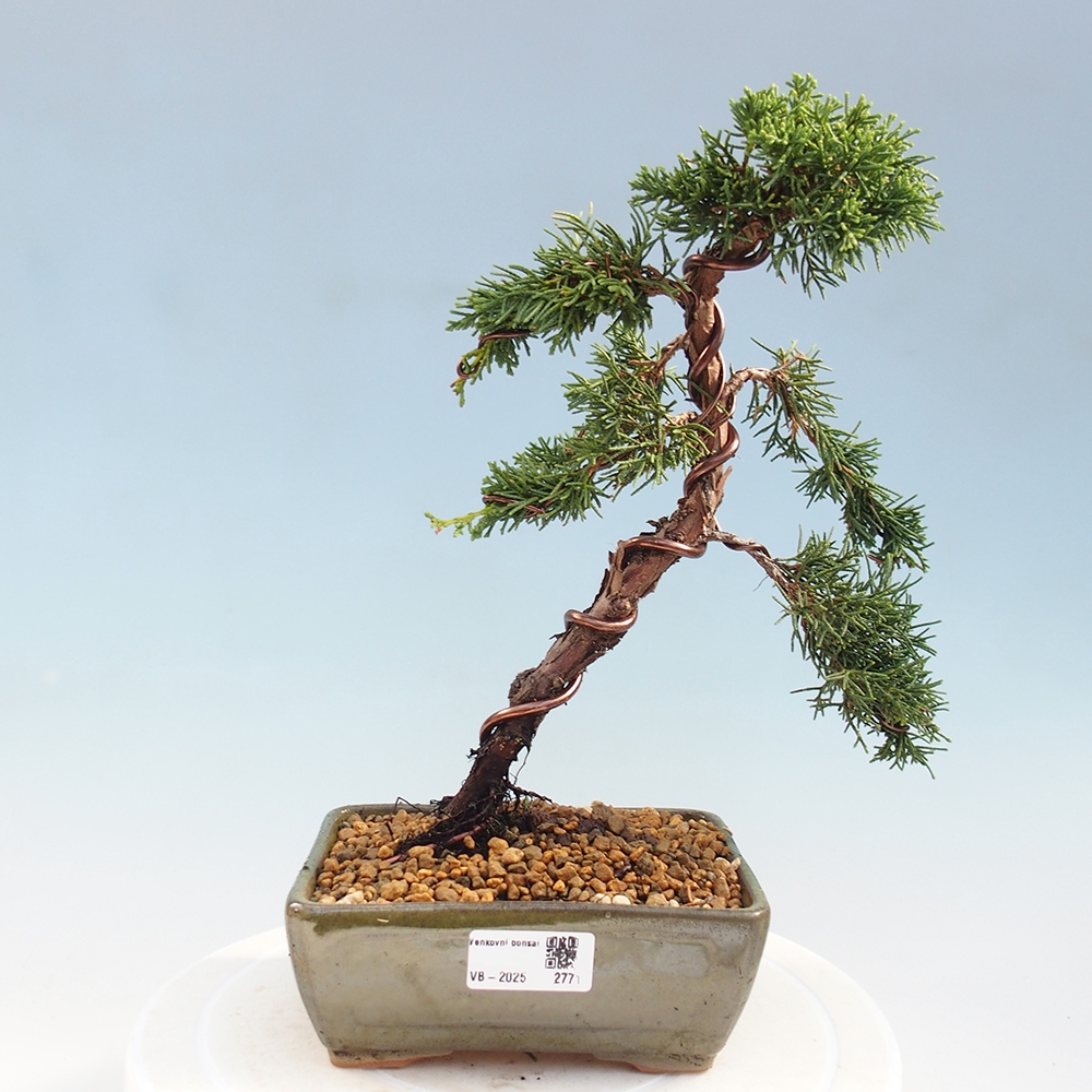 Venkovní bonsai - Juniperus chinensis Kishu -Jalovec čínský