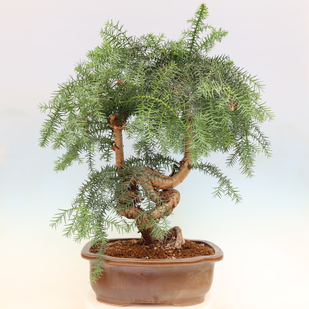 Pokojová bonsai - Araukarie - pokojový smrček