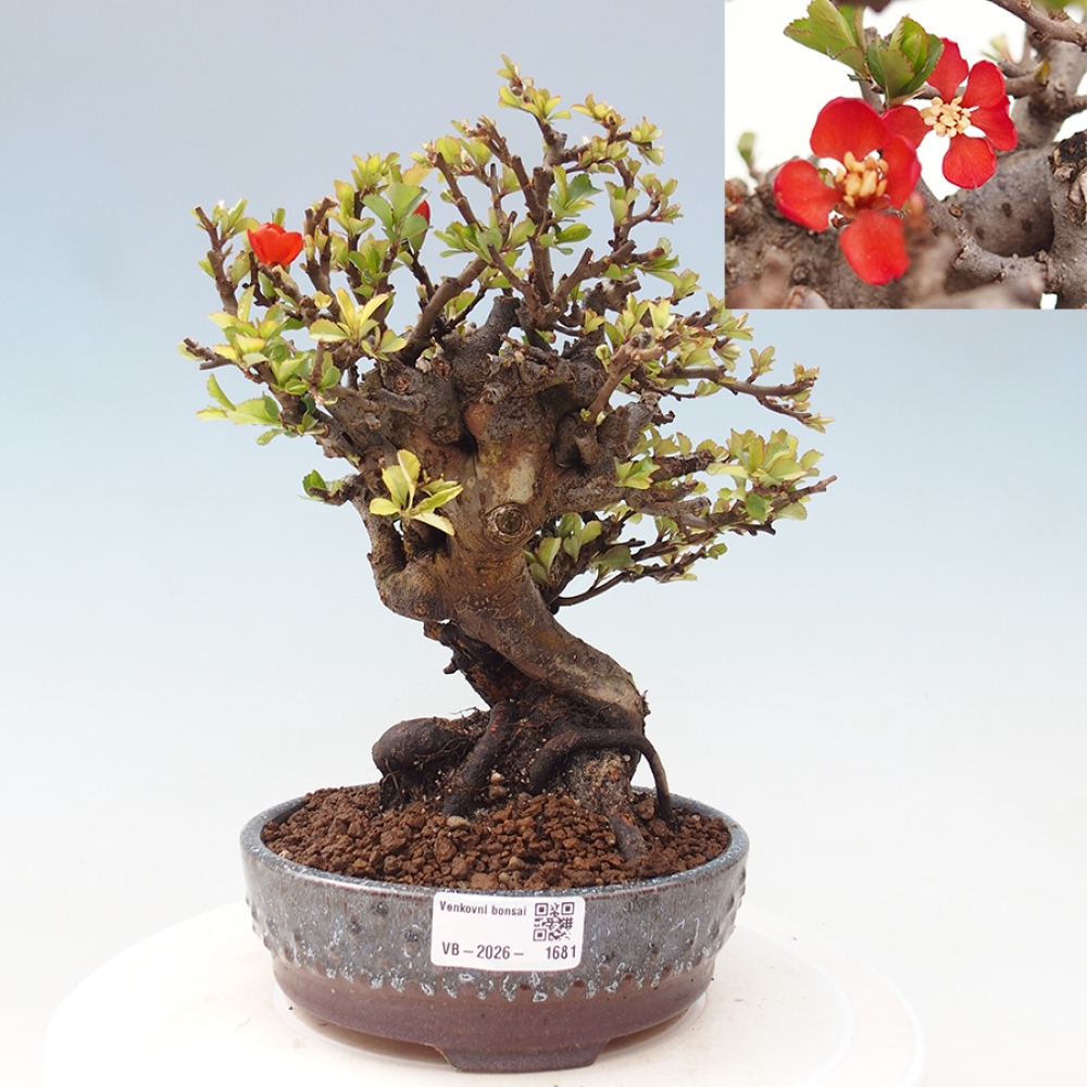 Venkovní  bonsai -  Chaneomeles speciosa - Kdoulovec ozdobný