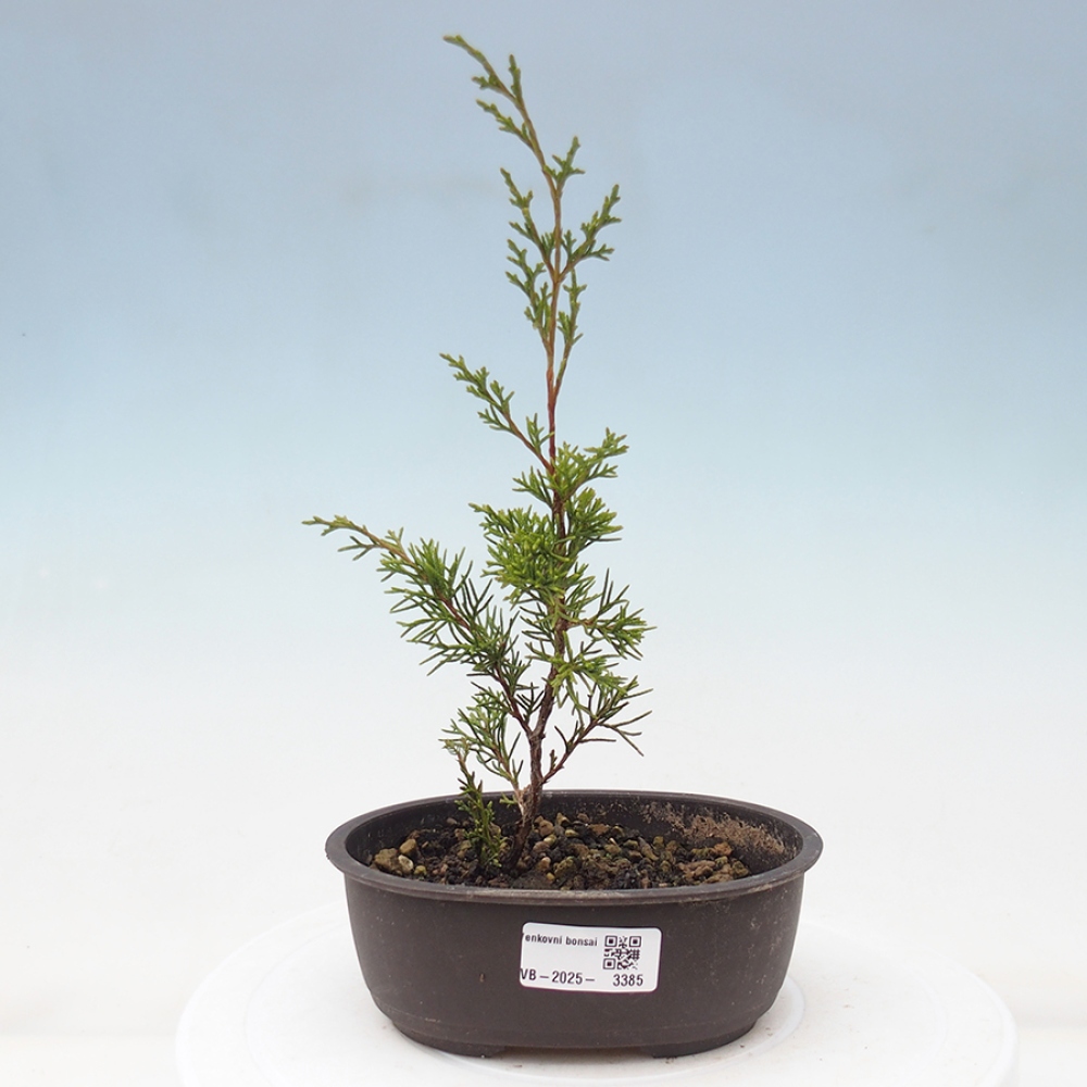 Venkovní bonsai - Juniperus chinensis Itoigawa -Jalovec čínský