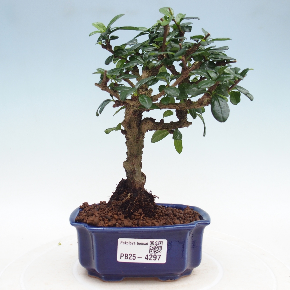 Pokojová bonsai - Carmona macrophylla - Čaj fuki