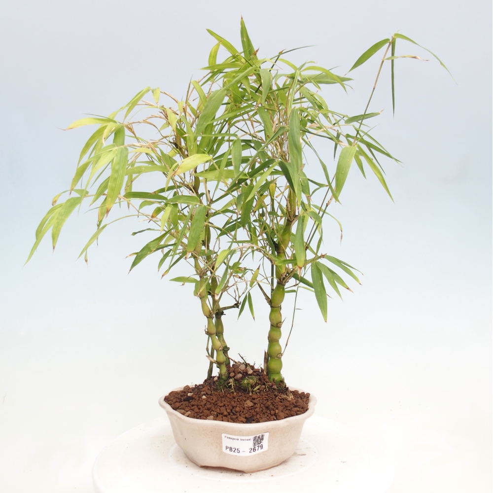 Pokojová bonsai - Bambus budha-Bambus budhovo břicho